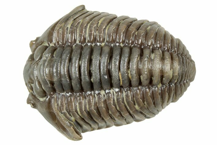 Flexicalymene Trilobite - Mt Orab, Ohio #358070